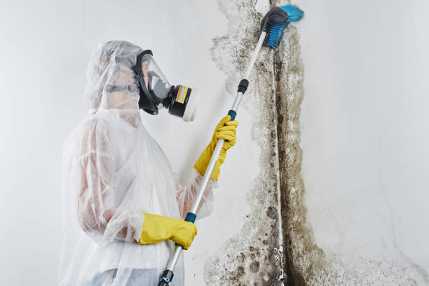 Professional Mold Remediation in Walls, MS