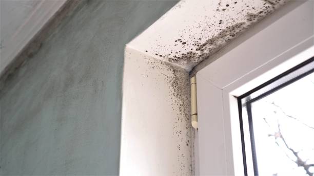 Best Attic Mold Remediation in Walls, MS