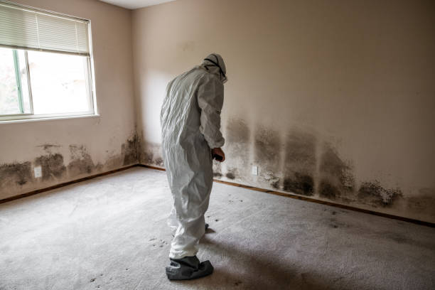 Best White Mold Remediation in Walls, MS