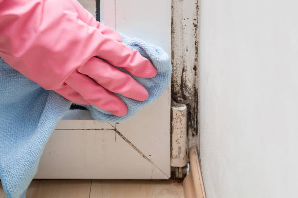 Best DIY Mold Remediation Support Services in Walls, MS