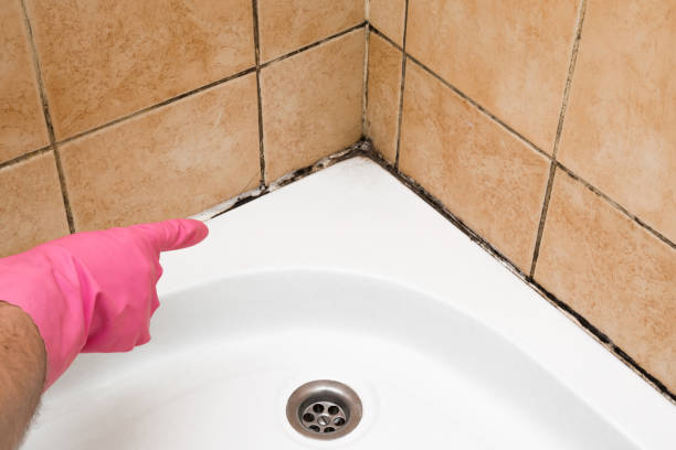 Best Black Mold Remediation in Walls, MS